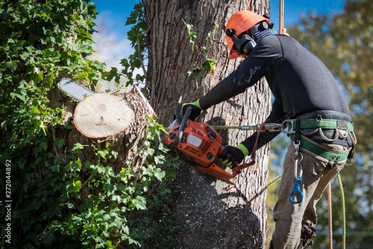 Tree Lopping Near Me