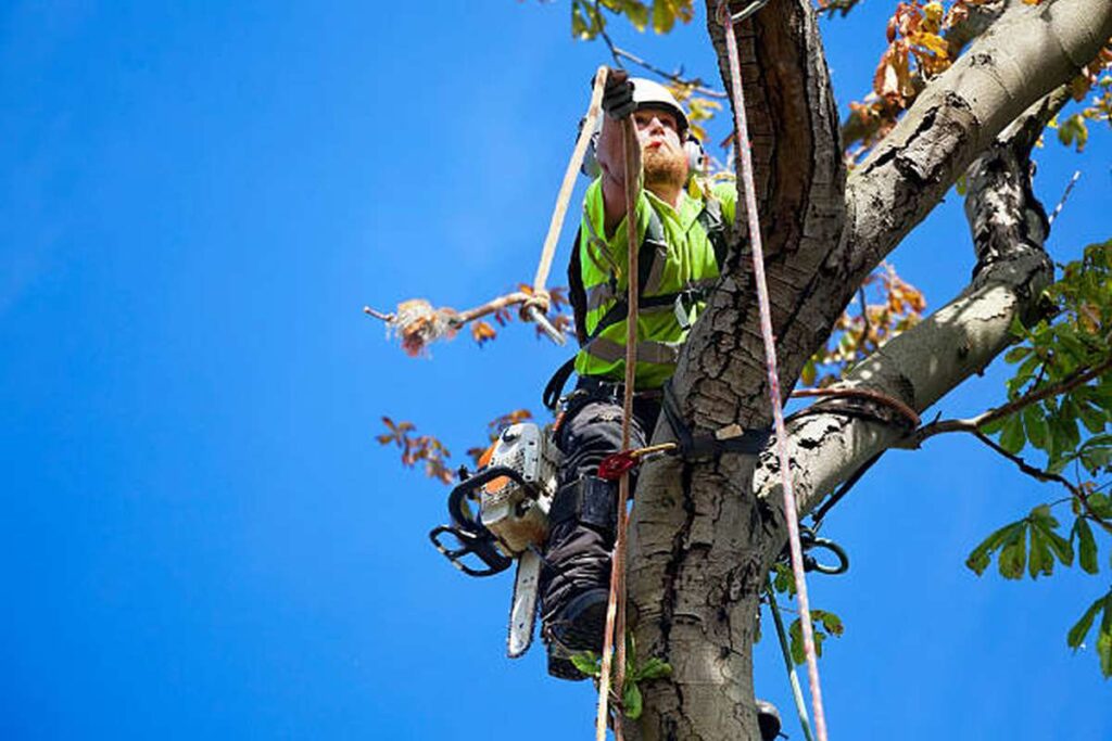 Tree Lopping Near Me