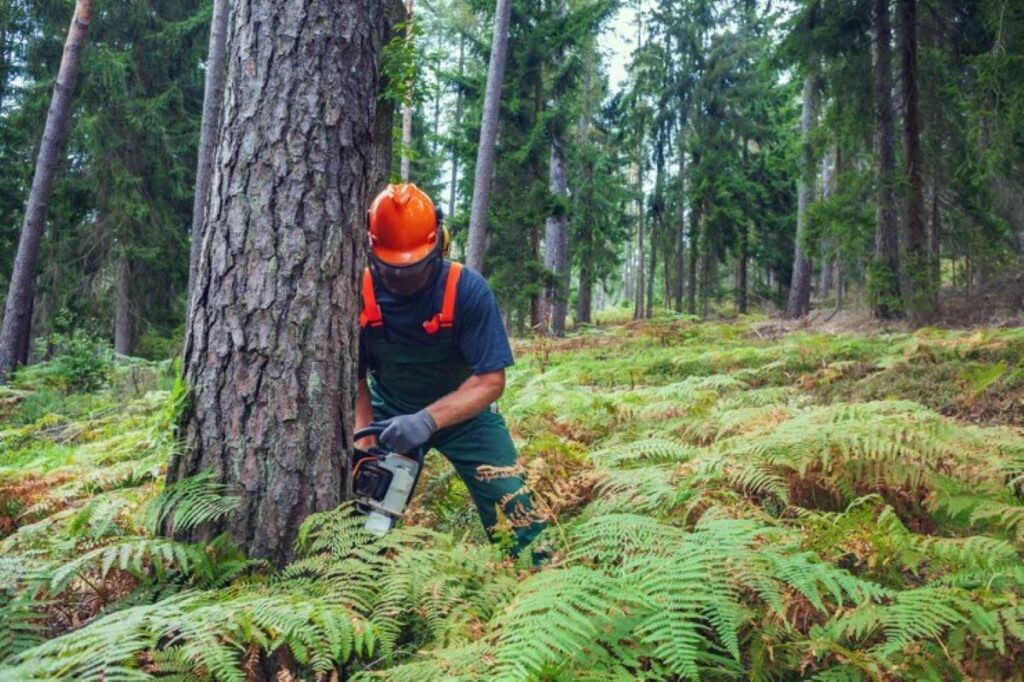 Tree Lopping Near Me