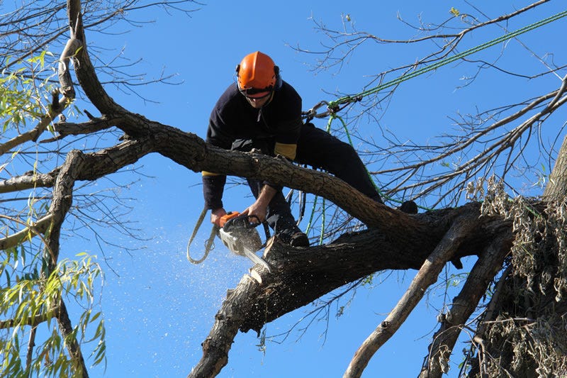arborist St Ives