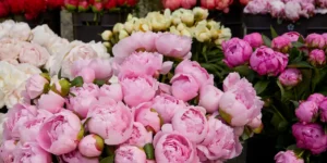 10 Stunning Ways to Style Peonies in Modern Sydney Homes