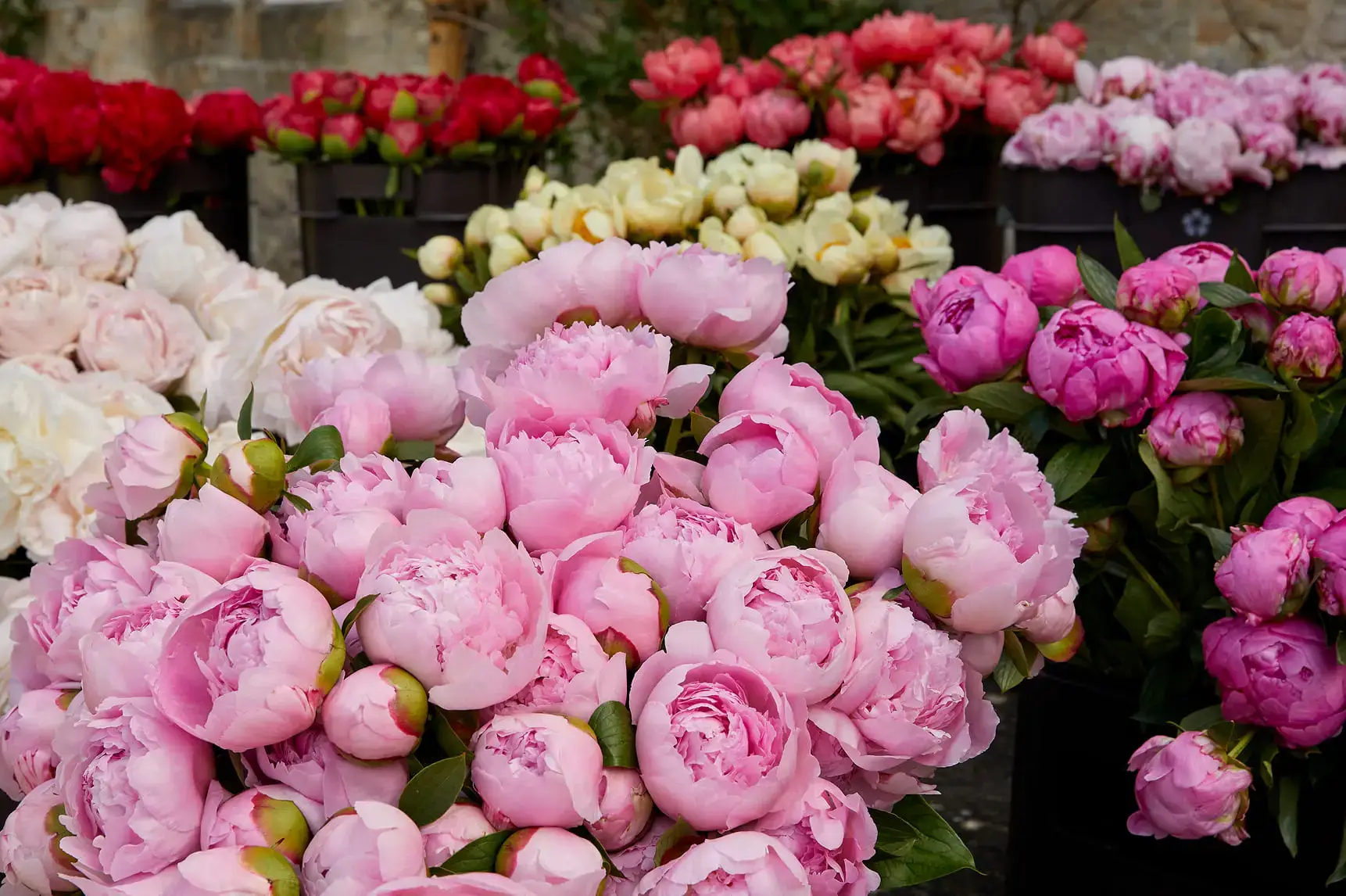 Style Peonies in Modern Sydney Homes