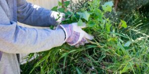 Green Waste Removal in Sydney: Cost, Booking and What Gets Taken