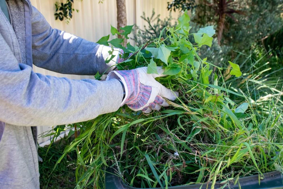 Green Waste Removal